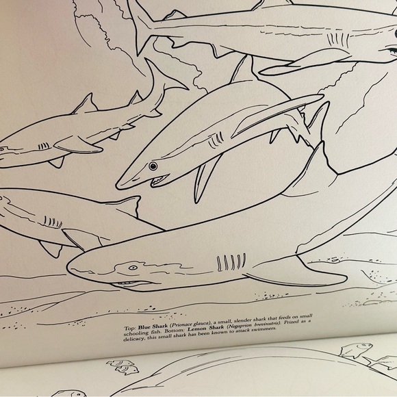 Dover Coloring Coral Reef 🪸🐠 Paperback Coloring Activity Book - Picture 7 of 9